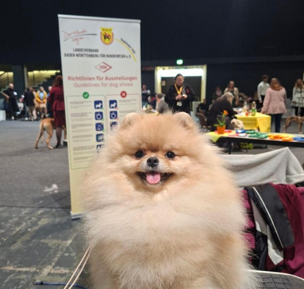 Champion Zwergspitz (German Toy Spitz) Royal to the Core Roya at International Dog Show Ortenau 2026 in Germany winning Junior CAC, Junior CACIB, JCW and Ortenau Jugendsieger under FCI judge Stefan Sinko