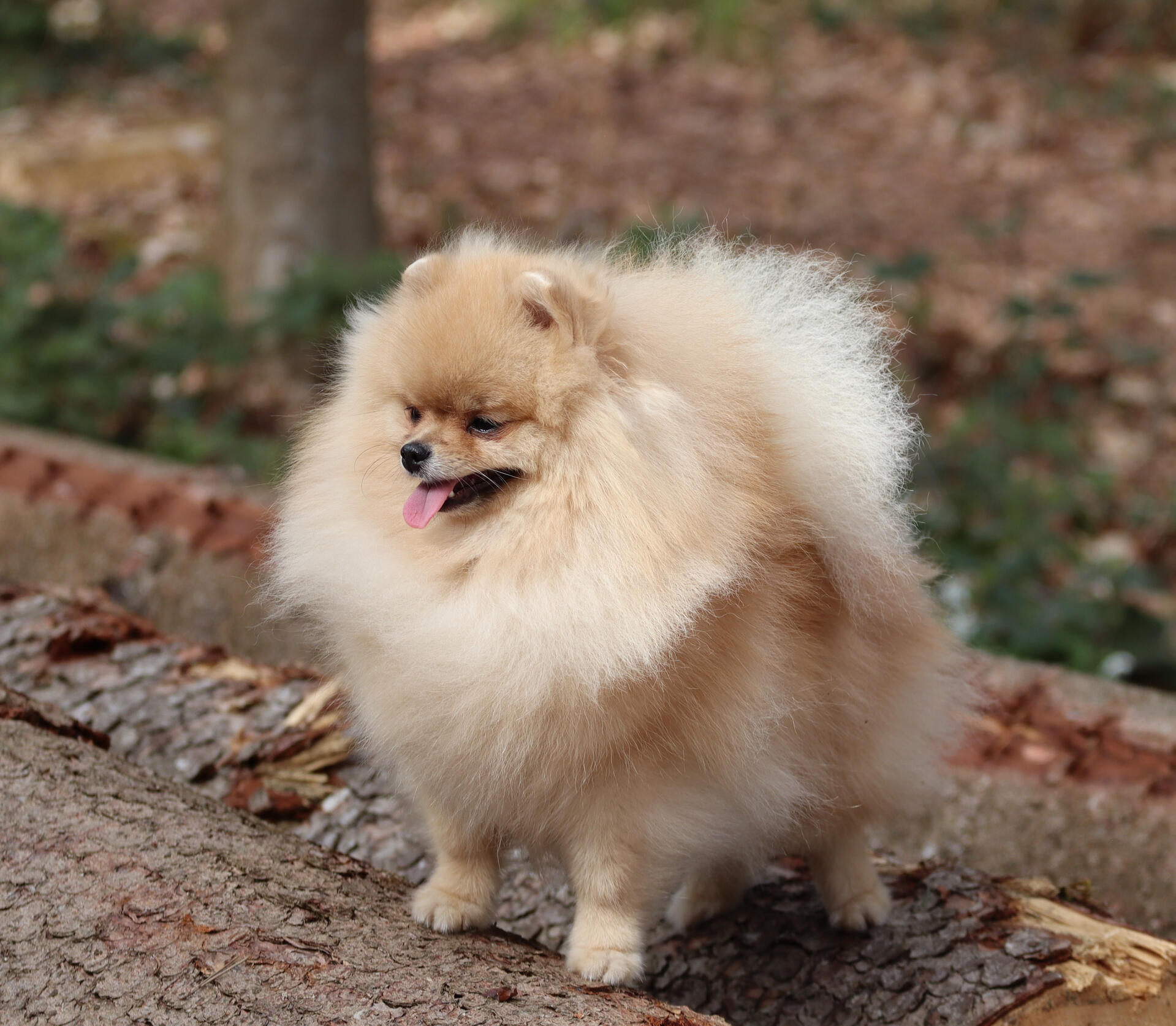 Roya lion pom, pomeranian Show Pomeranian Roya posing outdoors